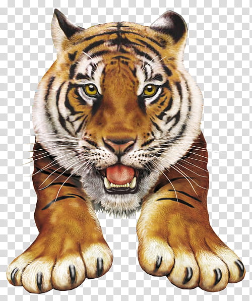 Tiger Paw, Amazing Popup Animal Atlas, Book, Popup Book, MARIE GREENWOOD, Bengal Tiger, Wildlife, Siberian Tiger transparent background PNG clipart