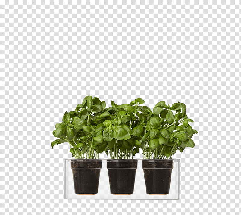 Pot Leaf, Boskke Cube , Flowerpot, Garden, Plaza Cube Planter, Plants, Gardening, Water transparent background PNG clipart