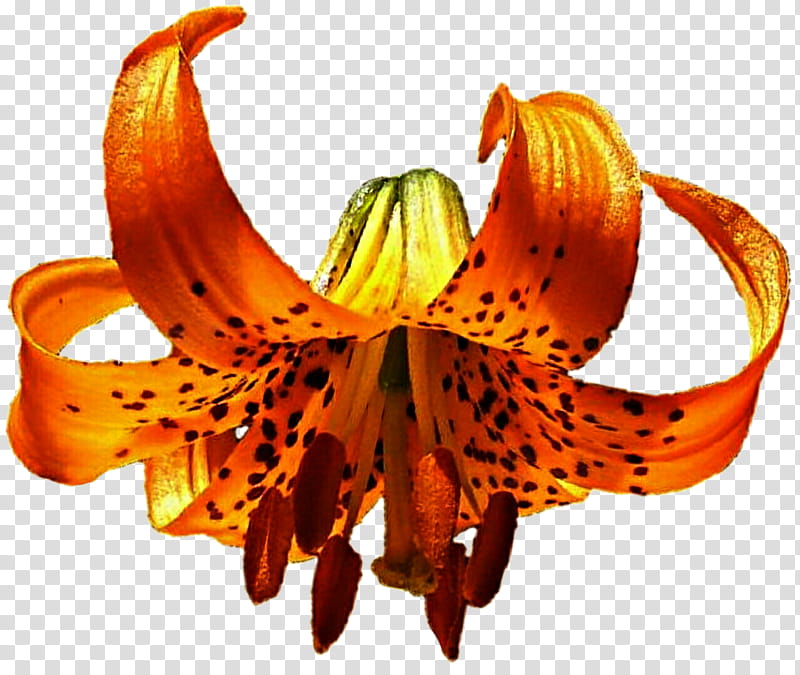 Turks Cap Lily transparent background PNG clipart