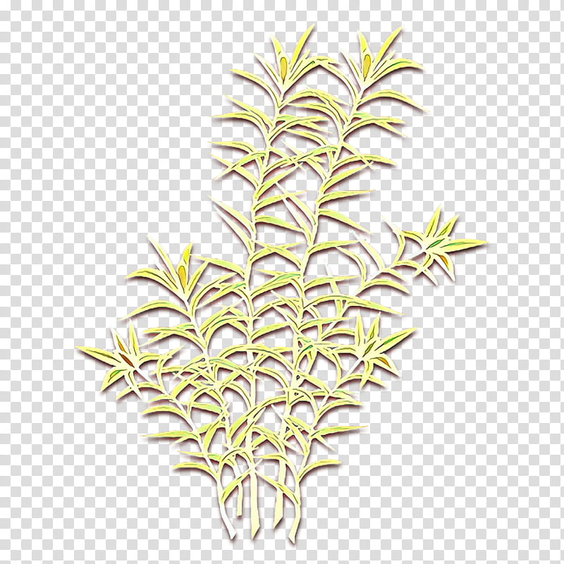 Leaf Symbol, Vascular Plant, Plants, Tree, Dracaena Reflexa Var Angustifolia, Spathiphyllum Wallisii, Shrub, Cupressus transparent background PNG clipart