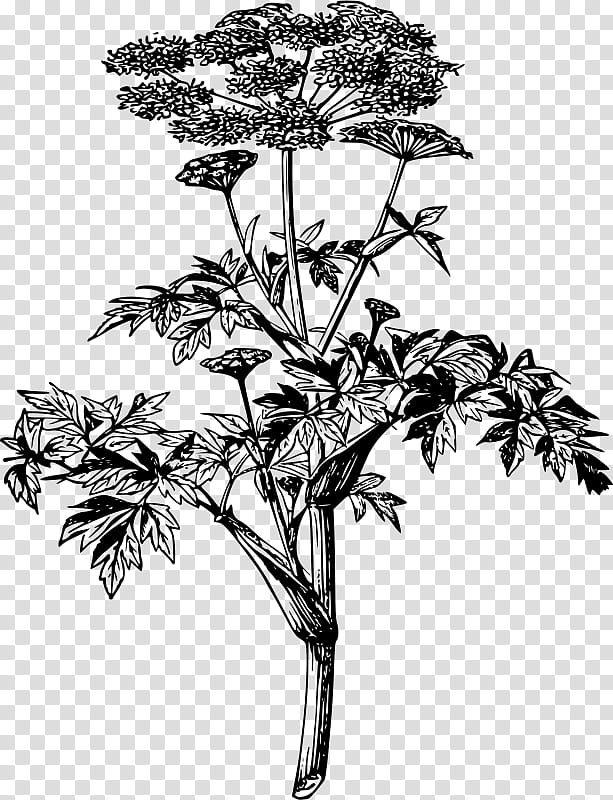 Family Tree Drawing, Norwegian Angelica, Wild Celery, Plant, Flower ...
