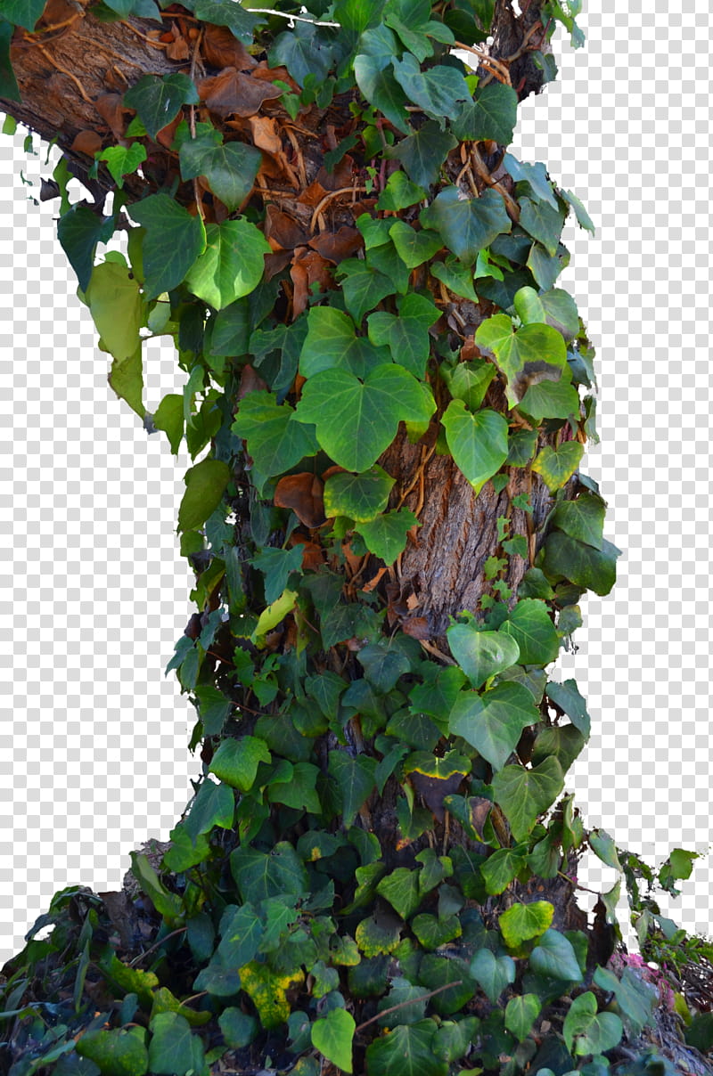 Tree Ivy Vines , green-leafed ivy flowers transparent background PNG clipart