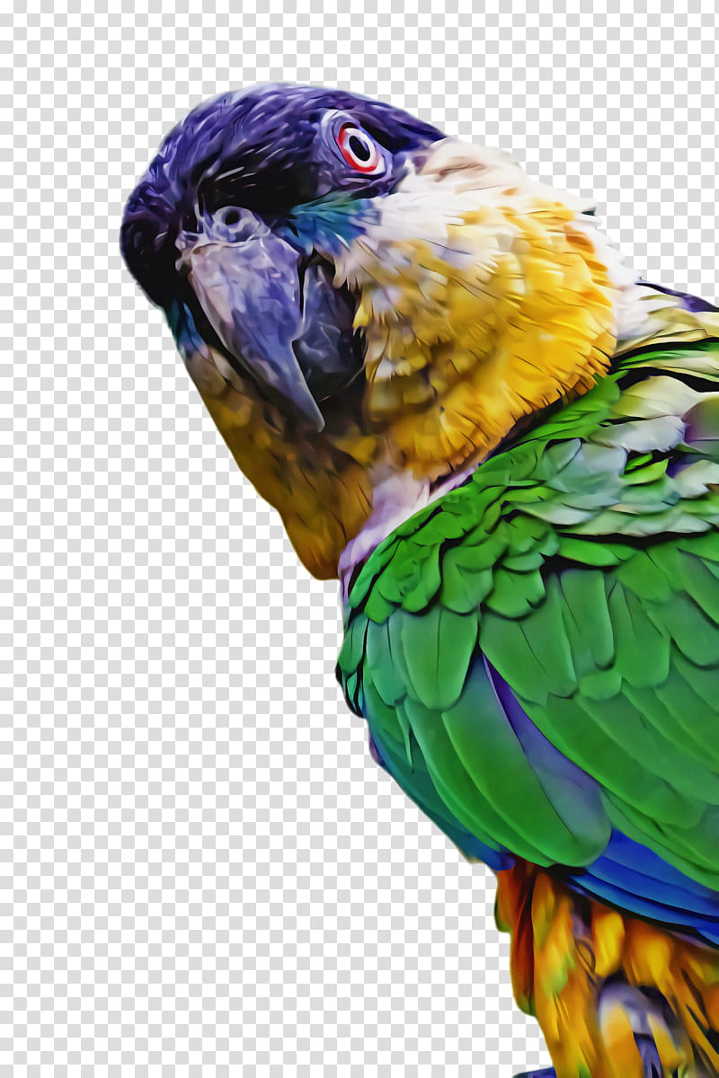 Bird Parrot, Macaw, Loriini, Parakeet, Feather, Beak, Fauna, Closeup transparent background PNG clipart