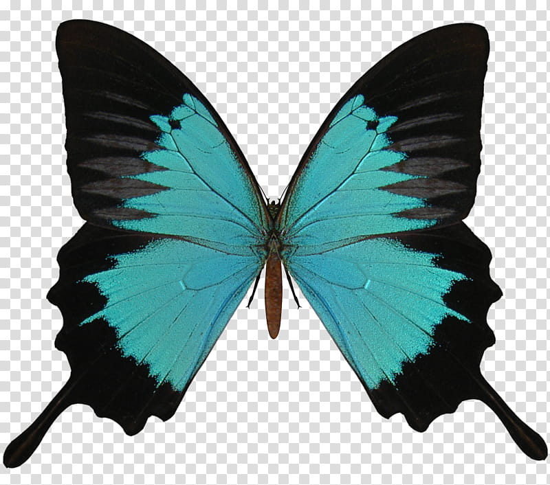 Spring, green and black swallowtail butterfly transparent background PNG clipart