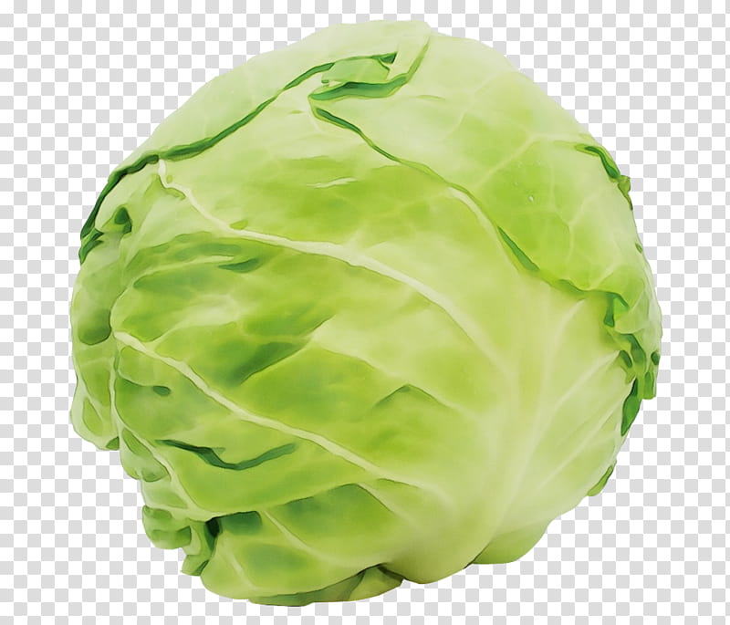 cabbage green lettuce iceburg lettuce cruciferous vegetables, Watercolor, Paint, Wet Ink, Leaf Vegetable, Wild Cabbage, Food, Plant transparent background PNG clipart