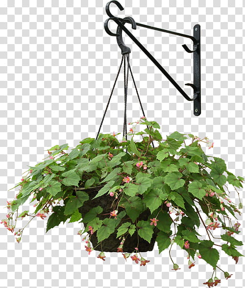 Fence, Plants, Hanging Basket, Tree, Houseplant, Garden, Shrub, Aspidistra Elatior transparent background PNG clipart