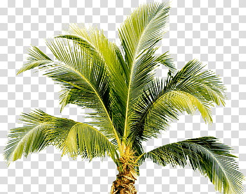 Tropical , coconut tree transparent background PNG clipart