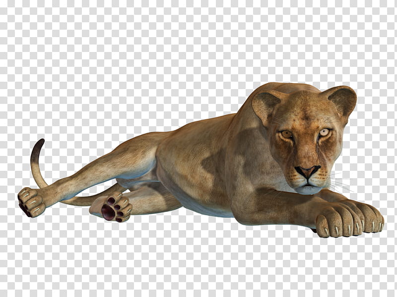 Lioness , brown puma transparent background PNG clipart