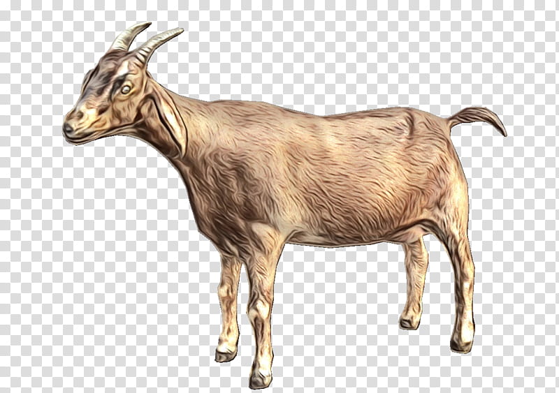 Web Design, Goat, Goats, Goatantelope, Feral Goat, Cowgoat Family, Live, Horn transparent background PNG clipart