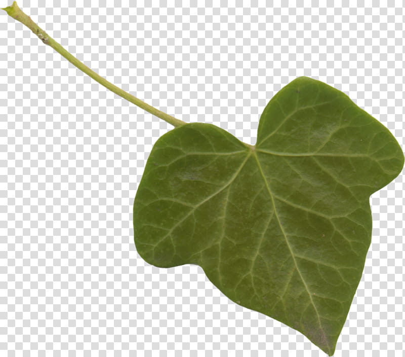 Ivy Leaf, Plant Stem, Yandexfotki, Plants, Herb, Youtube, Legend, Fairy Tale transparent background PNG clipart