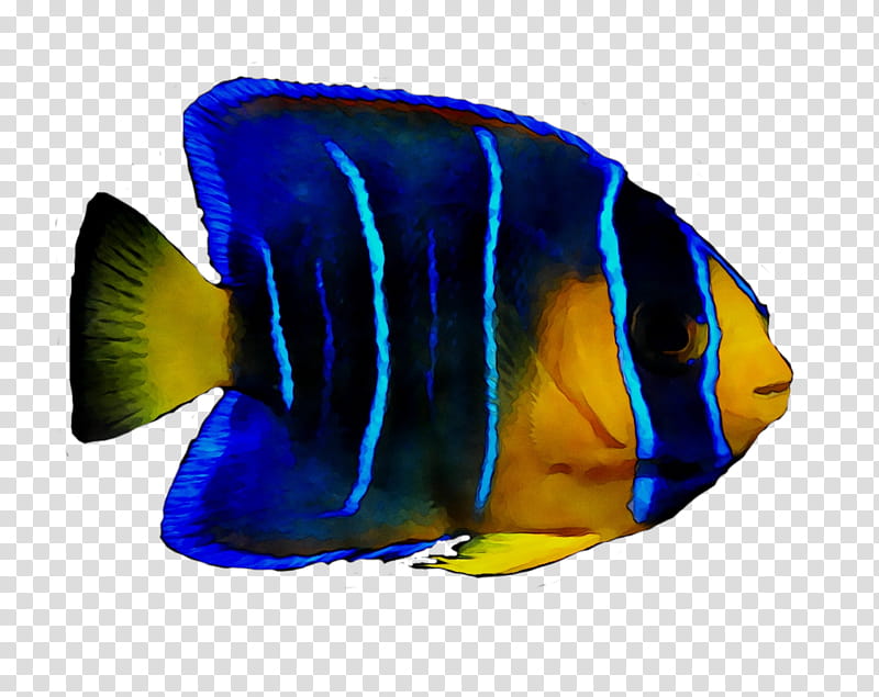 Coral Reef, Coral Reef Fish, Marine Angelfishes, Biology, Pomacanthidae, Cobalt Blue, Holacanthus, Yellow transparent background PNG clipart