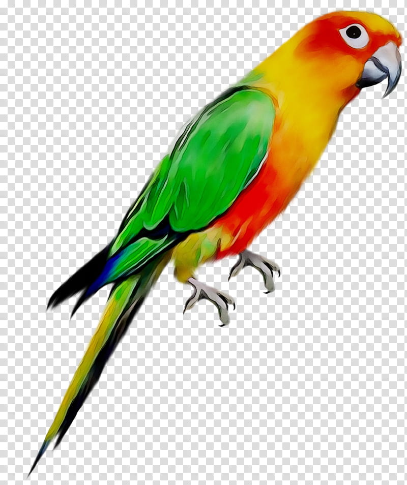 Bird Cage, Budgerigar, Cockatiel, Parakeet, Pet, Companion Parrot, Parrots, Birdcage transparent background PNG clipart