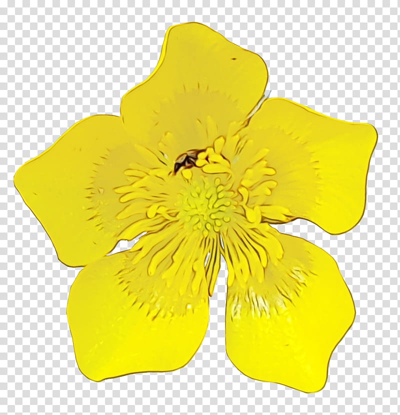 Petal Yellow Cut flowers, Watercolor, Paint, Wet Ink, Plant, Evening Primrose, Hypericum, Evening Primrose Family transparent background PNG clipart