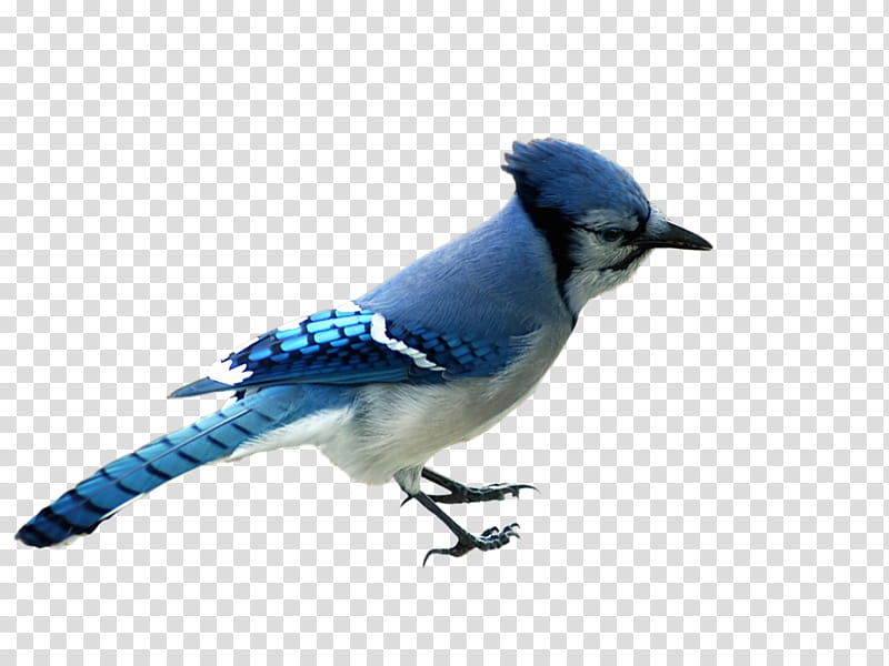 bird blue jay beak jay bluebird, Songbird, Perching Bird, Scrub Jay transparent background PNG clipart