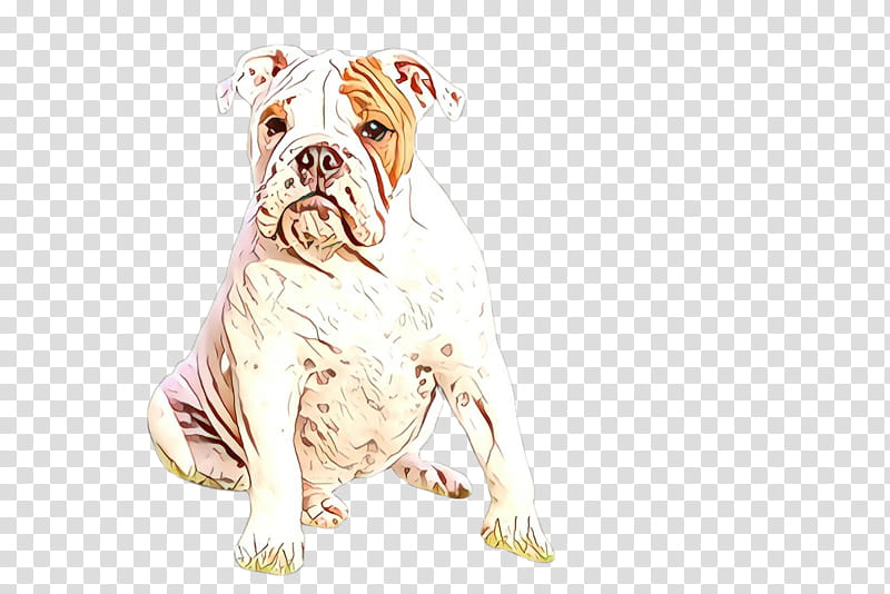 Bulldog, Olde English Bulldogge, Old English Bulldog, White English Bulldog, Toy Bulldog transparent background PNG clipart