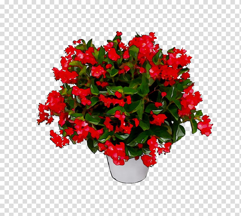 Floral Flower, Begonia, Floral Design, Flowerpot, Artificial Flower, Cut Flowers, Annual Plant, Houseplant transparent background PNG clipart