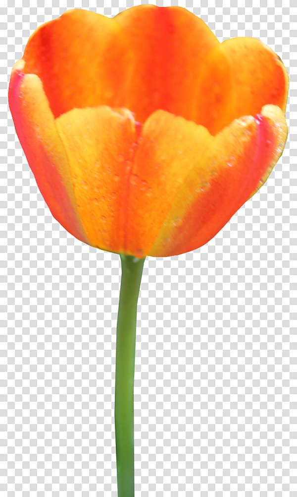 Lily Flower, Tulip, Flower Bouquet, Orange, Petal, Yellow, Plant, Closeup transparent background PNG clipart