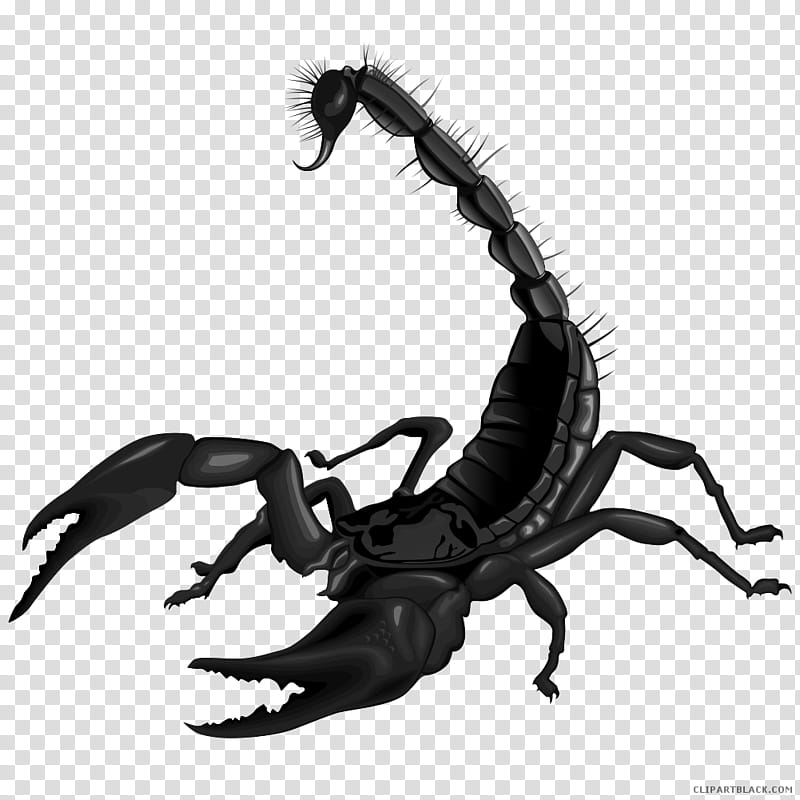 Scorpion Scorpion, Drawing, Cartoon, Arachnid, Emperor Scorpion, Black And White transparent background PNG clipart
