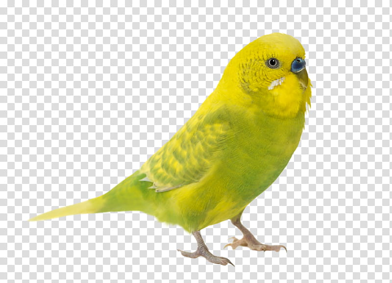 Bird Cage, Budgerigar, Parrot, Parakeet, Cockatiel, Amazon Parrot, Pet, Roseringed Parakeet transparent background PNG clipart