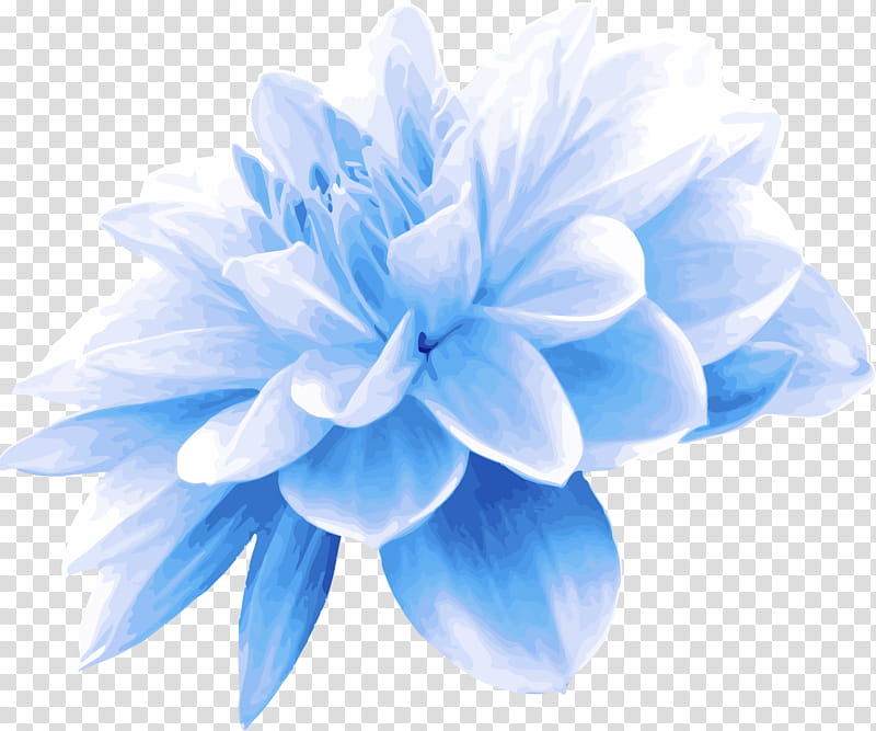 blue petal white cobalt blue flower, Turquoise, Plant, Electric Blue, Dahlia transparent background PNG clipart