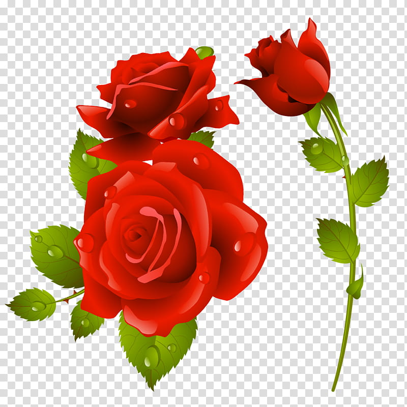 Floral Flower, Garden Roses, Painting, Cartoon, Red, Rose Family, Rose Order, Cut Flowers transparent background PNG clipart
