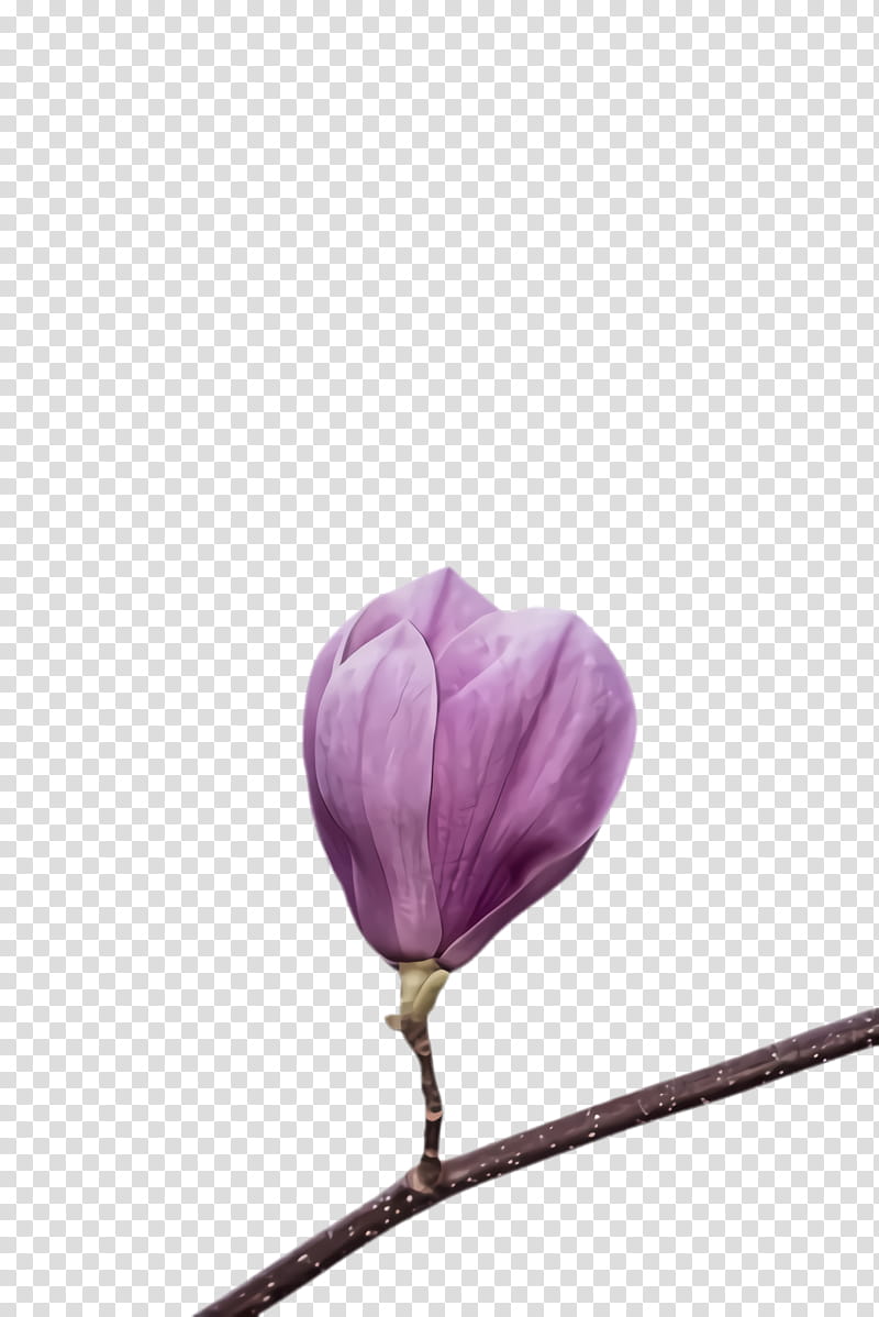 flower petal purple plant bud, Violet, Tulip, Magnolia transparent background PNG clipart