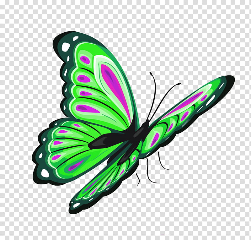 Butterfly, Brushfooted Butterflies, Glasswing Butterfly, Butterflies And Moths, Monarch Butterfly, Lepidoptera, Moths And Butterflies, Insect transparent background PNG clipart