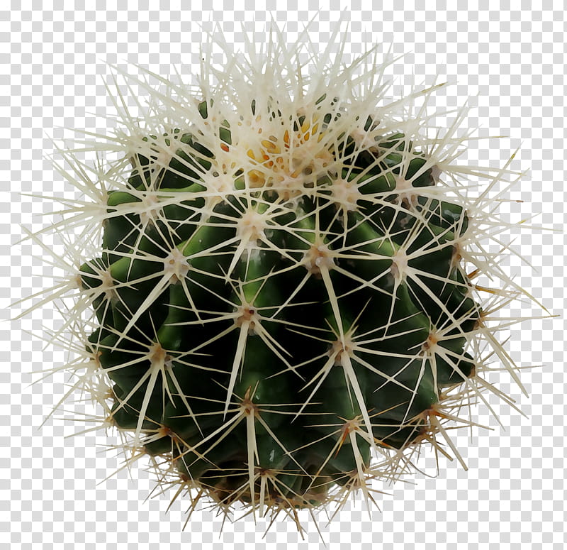 Cactus, Barrel Cactus, Plants, Golden Barrel Cactus, Saguaro, Terrestrial Plant, Thorns Spines And Prickles, Houseplant transparent background PNG clipart
