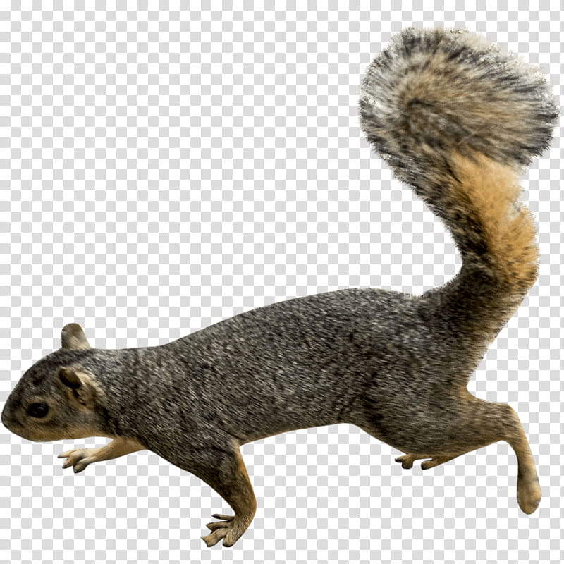 Fox, Squirrel, Scrat, Eastern Gray Squirrel, Animal, Red Squirrel, Animal Figure, Toy transparent background PNG clipart