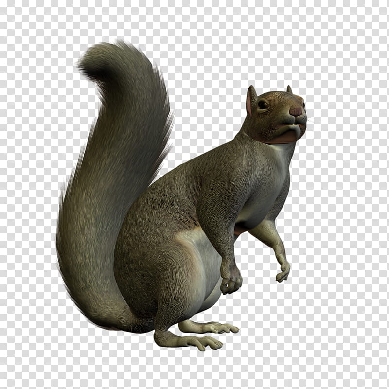 D Squirrels, squirrel D animation transparent background PNG clipart