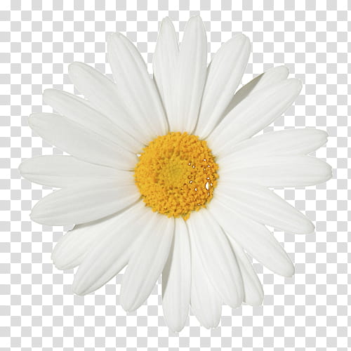 Mystical Nature DECO, white daisy flower in bloom transparent background PNG clipart