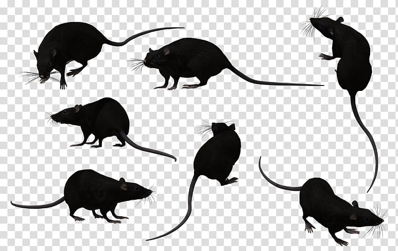 Black Rat Set , black mice illustration transparent background PNG clipart
