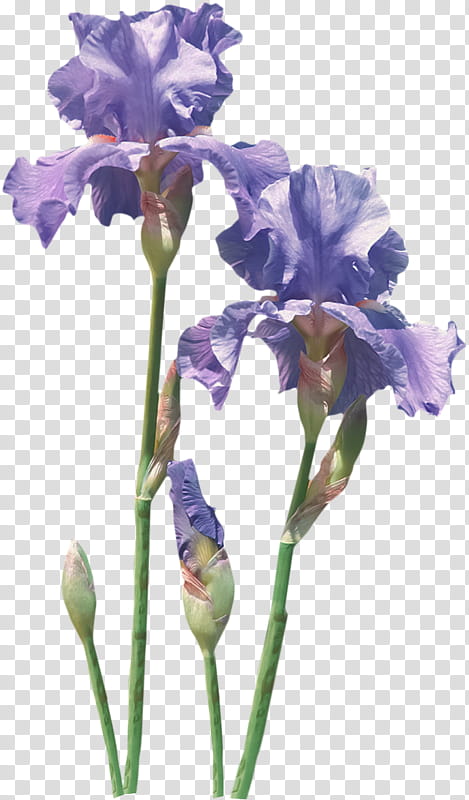 flower flowering plant plant cut flowers iris, Purple, Petal, Iris Family transparent background PNG clipart