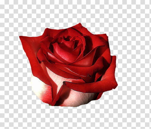 The poet darling, red rose flower transparent background PNG clipart