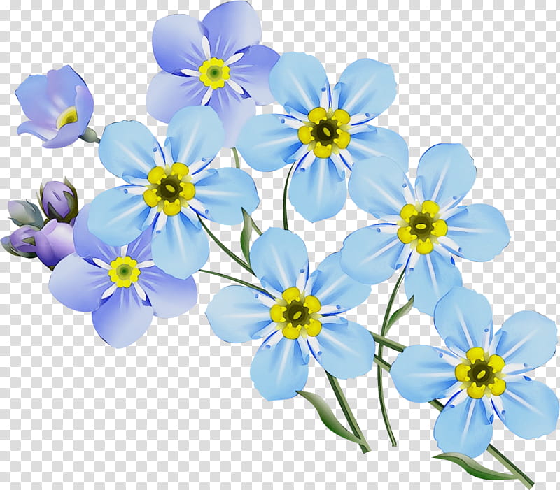 flowering plant alpine forget-me-not flower blue forget-me-not, Watercolor, Paint, Wet Ink, Alpine Forgetmenot, Petal, Wildflower, Water Forget Me Not transparent background PNG clipart