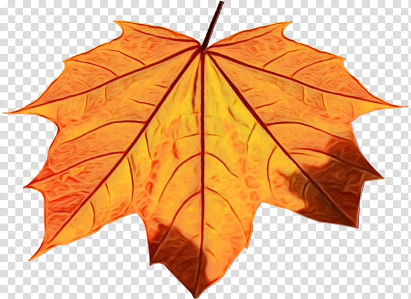 Maple leaf, Watercolor, Paint, Wet Ink, Tree, Black Maple, Orange, Plant transparent background PNG clipart