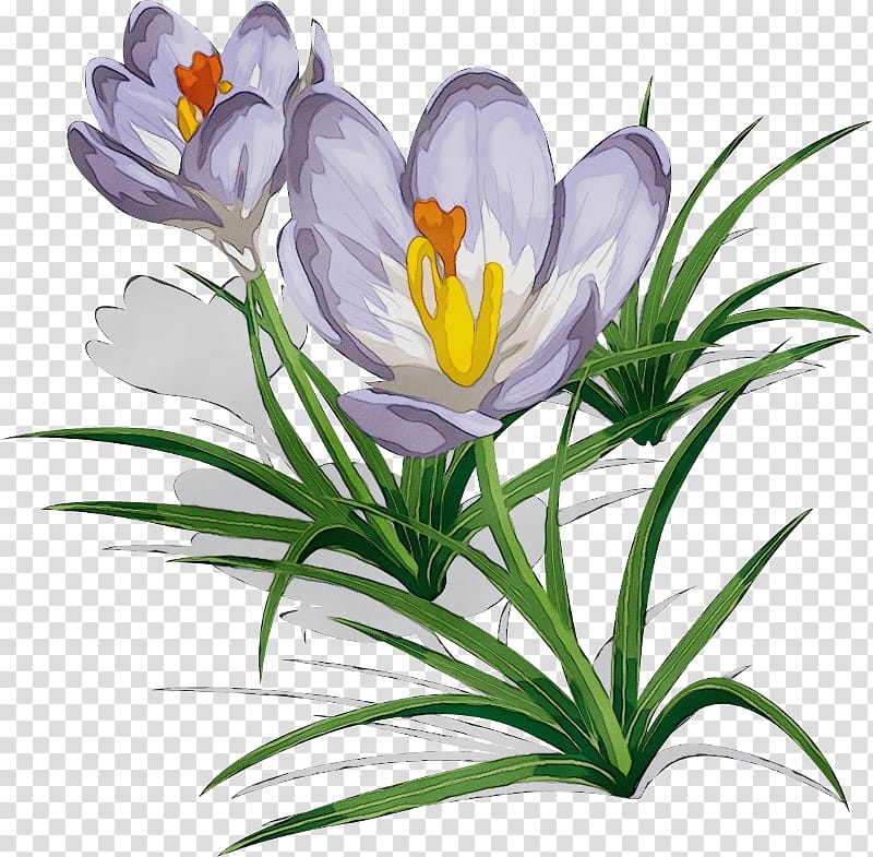 Saffron Flower, Tulip, Crocus Flavus, Drawing, Plants, Violet, Color, Yellow transparent background PNG clipart