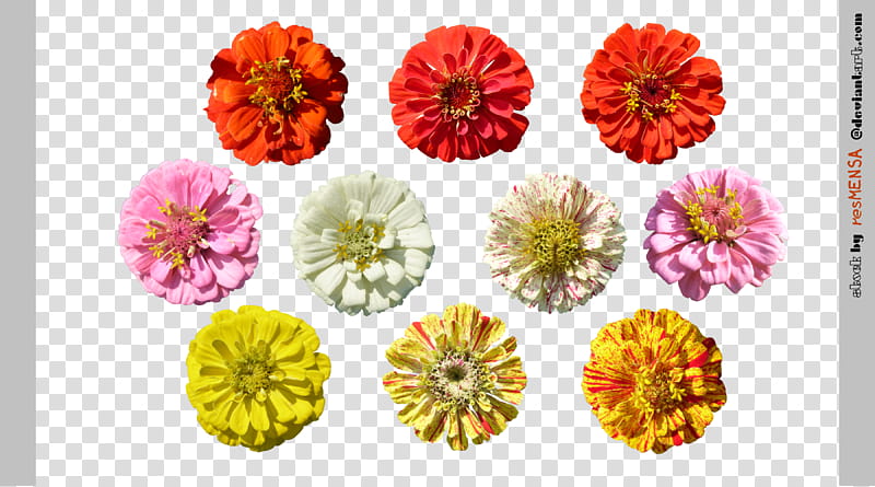 Zinnia mix , assorted-color flowers lot in bloom transparent background PNG clipart