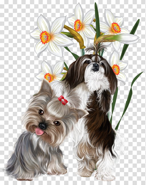 Flower Love, Drawing, Tulip, Jonquil, Daffodil, Dog, Shih Tzu, Snout transparent background PNG clipart