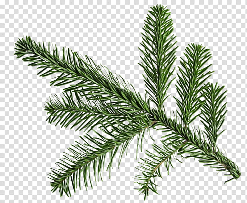 shortleaf black spruce columbian spruce balsam fir yellow fir jack pine, Watercolor, Paint, Wet Ink, White Pine, Colorado Spruce, Lodgepole Pine, Red Pine, Oregon Pine transparent background PNG clipart