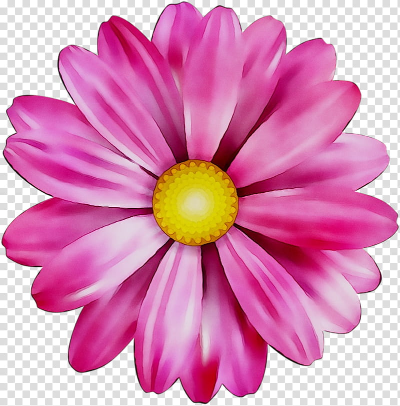 Pink Flower, Chrysanthemum, Marguerite Daisy, Cut Flowers, Daisy Family, Dahlia, Oxeye Daisy, Pink M transparent background PNG clipart