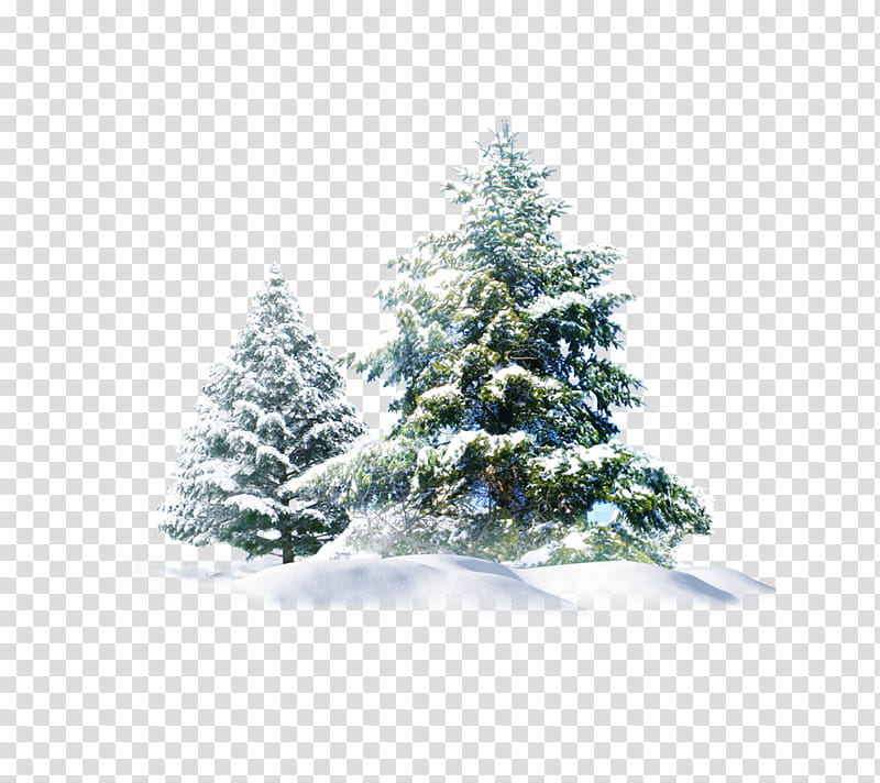 Christmas Black And White, Christmas Day, Snow, Christmas Tree, Snowflake, Fir, Christmas Decoration, Balsam Fir transparent background PNG clipart