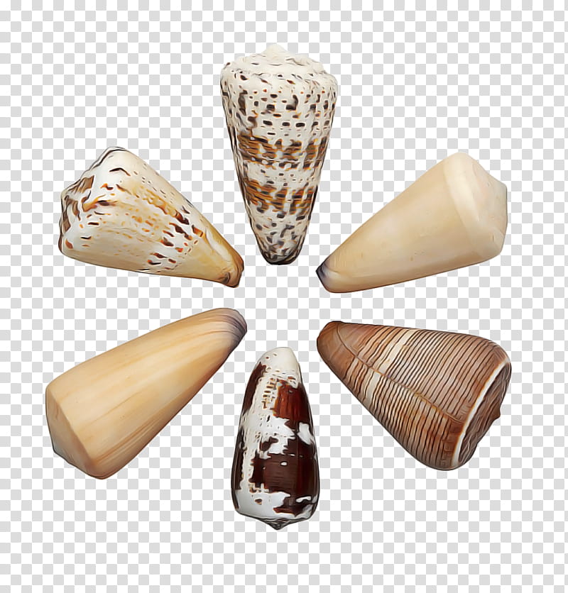 Conchology Geography Cone, Seashell, Clam, Bivalve, Bead transparent background PNG clipart