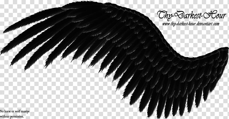 Feathered Wings Black, black wing transparent background PNG clipart