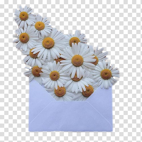 Watch, white petaled flowers in envelope art transparent background PNG clipart