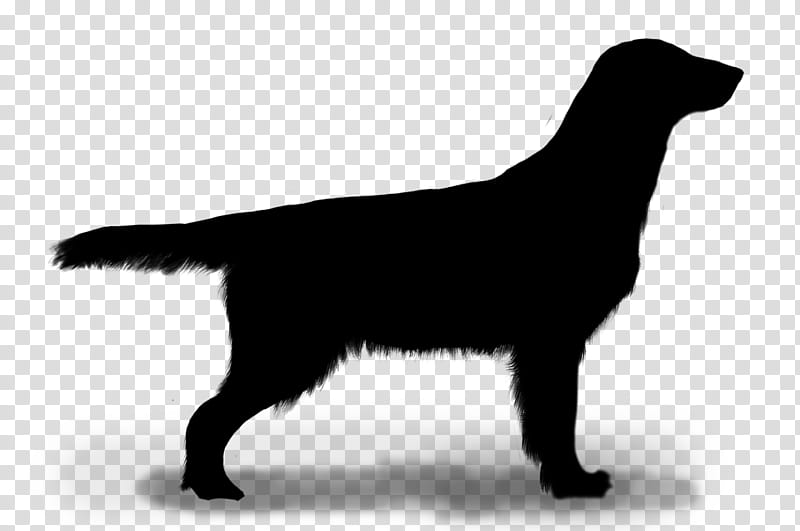 Golden Retriever, Flatcoated Retriever, Labrador Retriever, Puppy, Drawing, Kumpulan Baka Anjing, Snout, Breed transparent background PNG clipart