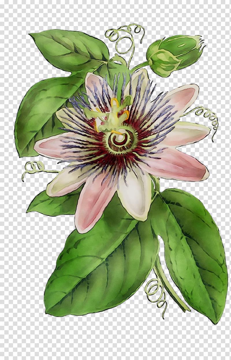 Lily Flower, Purple Passionflower, Granadilla, Lily Of The Incas, Passion Flower, Passion Flower Family, Plant, Giant Granadilla transparent background PNG clipart
