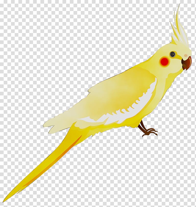 Bird Parrot, Cockatiel, Parakeet, Feather, Cockatoo, Beak, Yellow, Pet transparent background PNG clipart
