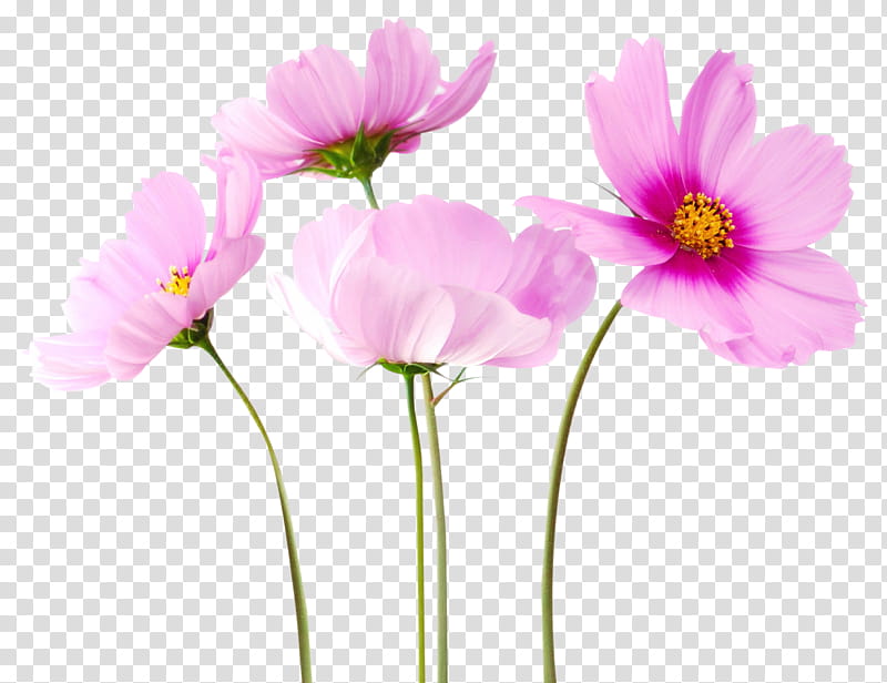 Spring  YEAR ON DA, pink flowers transparent background PNG clipart