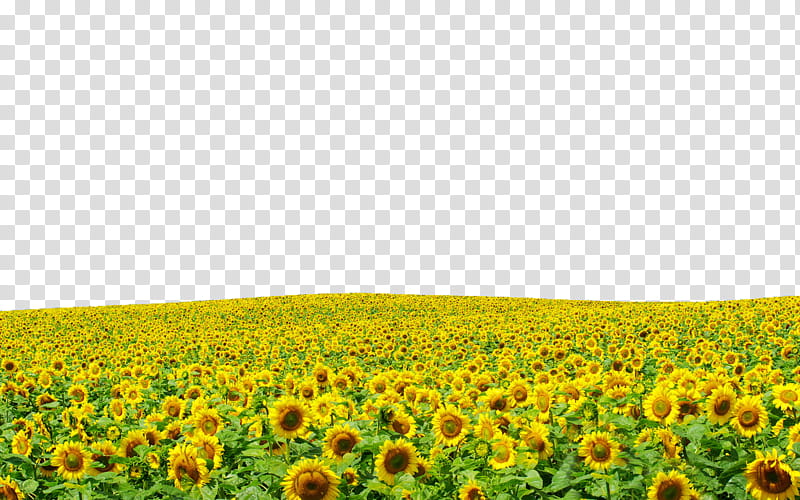 Sunflowers file Use Anywhere, sunflower field during daytime transparent background PNG clipart